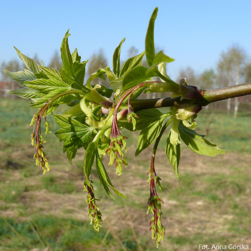 Klon jesionolistny, Acer negundo, kwiaty żeńskie