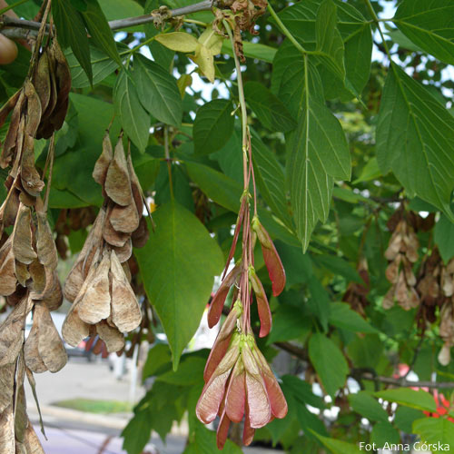 Klon jesionolistny, Acer negundo, owoc