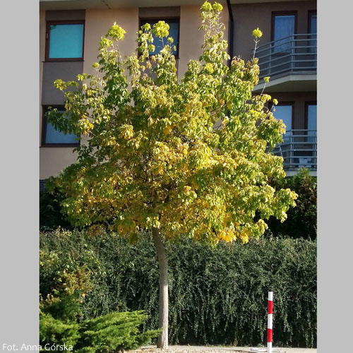 Klon jesionolistny, Acer negundo, pokrój