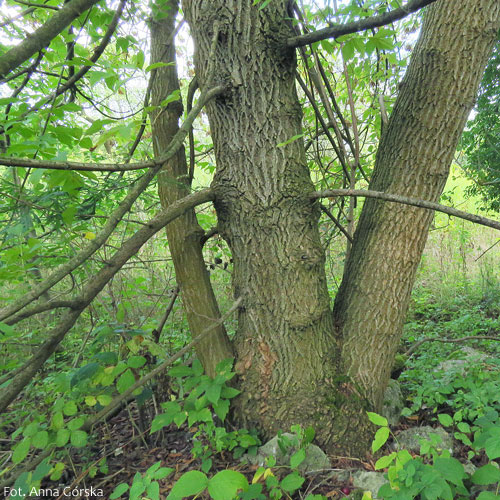 Klon jesionolistny, Acer negundo, pokrój