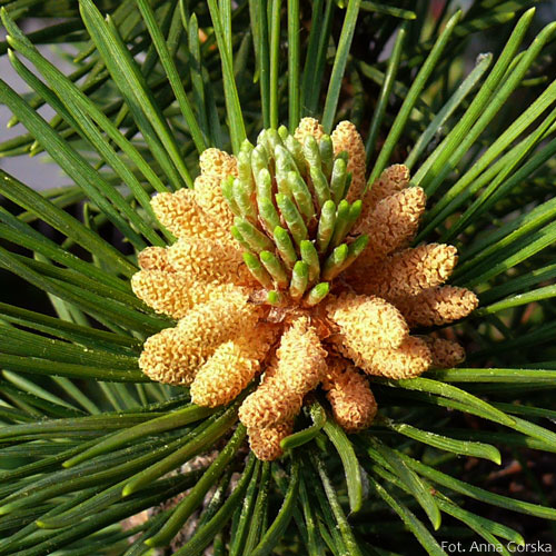 Sosna górska, kosodrzewina, Pinus mugo, kwiat męski