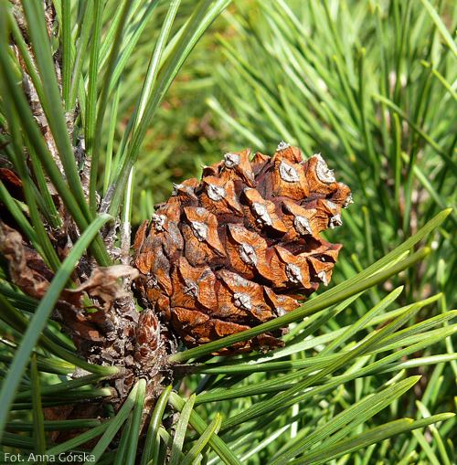 Sosna górska, kosodrzewina, Pinus mugo, szyszka