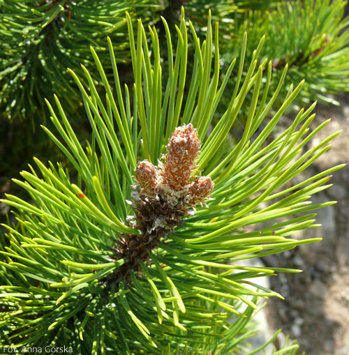 Sosna górska, kosodrzewina, Pinus mugo, igły