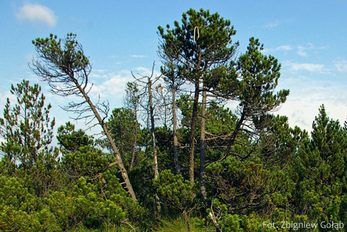 Sosna górska, kosodrzewina, Pinus mugo, odmiana drzewiasta
