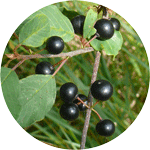 Kruszyna pospolita, Frangula alnus, liście i owoce