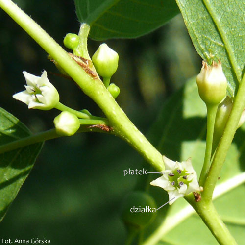 Kruszyna pospolita, Frangula alnus, kwiaty