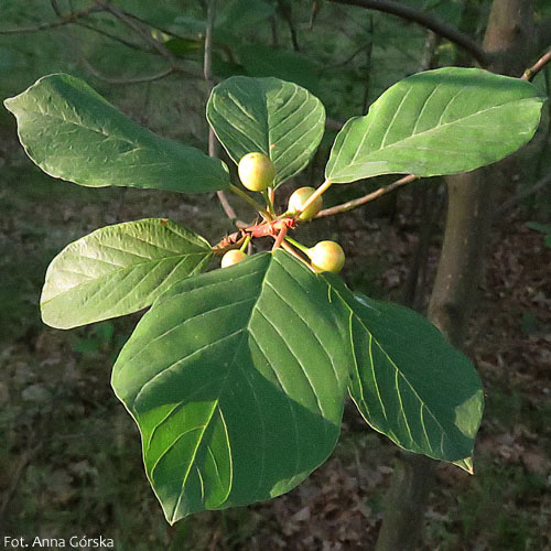 Kruszyna pospolita, Frangula alnus, niedojrzałe owoce