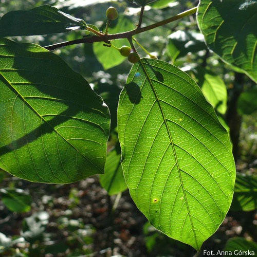 Kruszyna pospolita, Frangula alnus, liście
