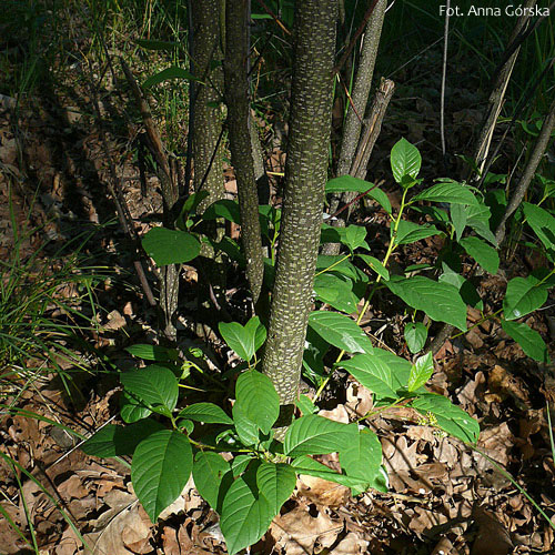 Kruszyna pospolita, Frangula alnus, kora