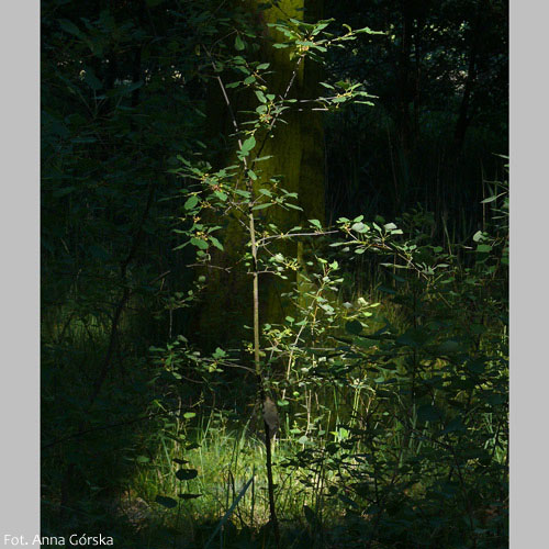 Kruszyna pospolita, Frangula alnus, pokrój