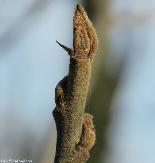 Kruszyna pospolita, Frangula alnus, liście
