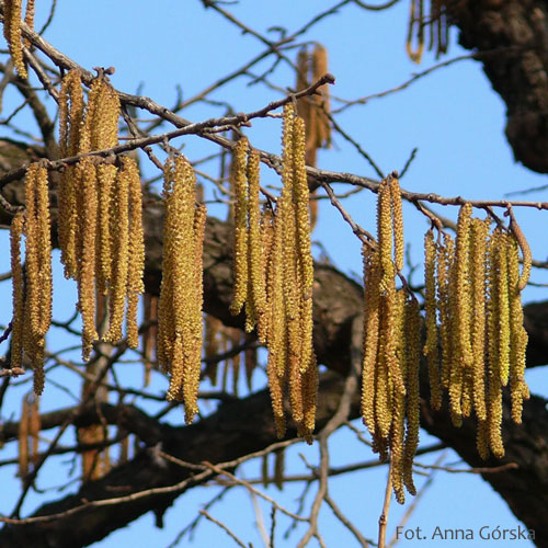 Leszczyna turecka, Corylus colurna, kwiatostan męski