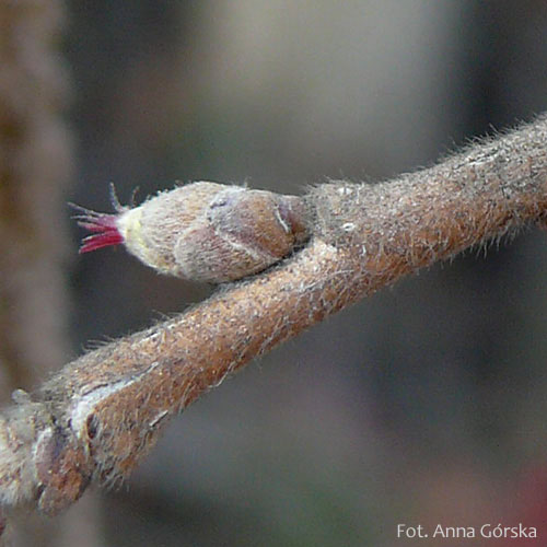 Leszczyna turecka, Corylus colurna, kwiat żeński