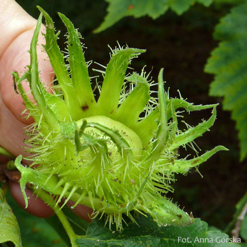 Leszczyna turecka, Corylus colurna, owoc