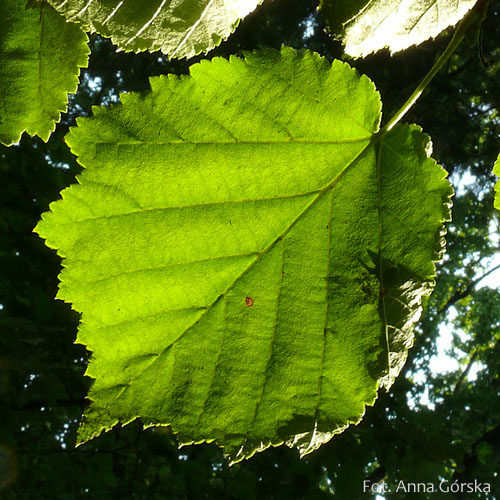 Leszczyna turecka, Corylus colurna, liść