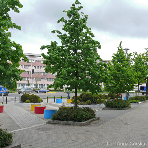 Leszczyna turecka, Corylus colurna, pokrój