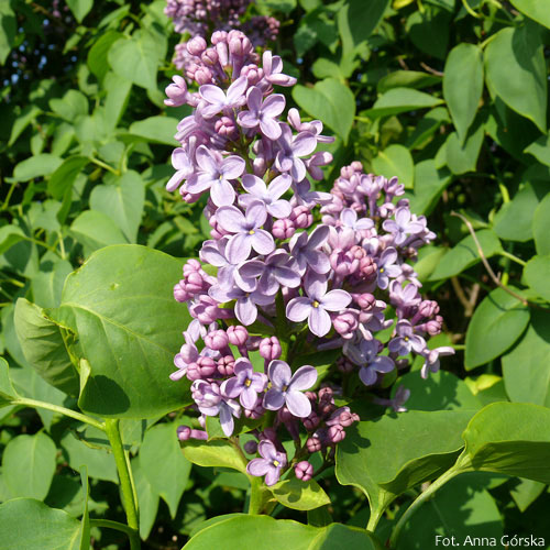Lilak pospolity, Syringa vulgaris, kwiaty