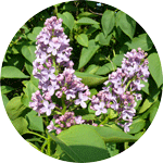 Lilak pospolity, Syringa vulgaris, kwiatostany i liście