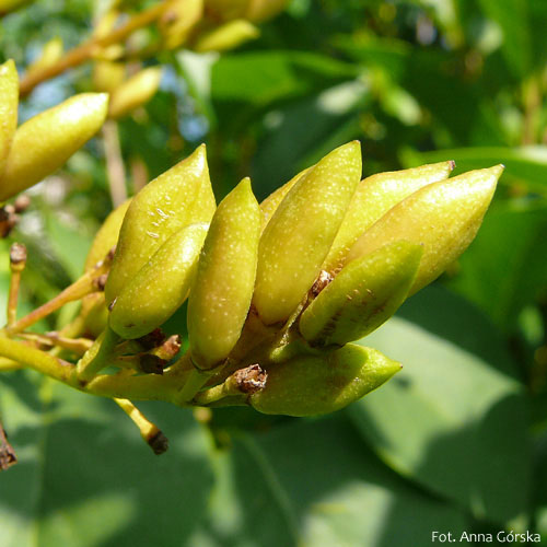 Lilak pospolity, Syringa vulgaris, owoc