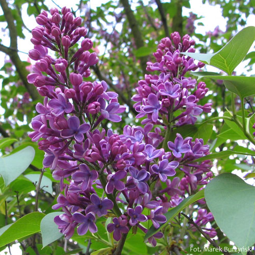 Lilak pospolity, Syringa vulgaris, fioletowy kwiat