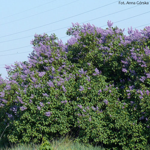 Lilak pospolity, Syringa vulgaris, pokrój