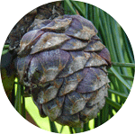 Sosna limba, Pinus cembra, szyszka