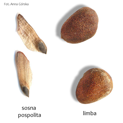 Sosna limba, Pinus cembra, Sosna pospolita Pinus sylvestris, nasiona