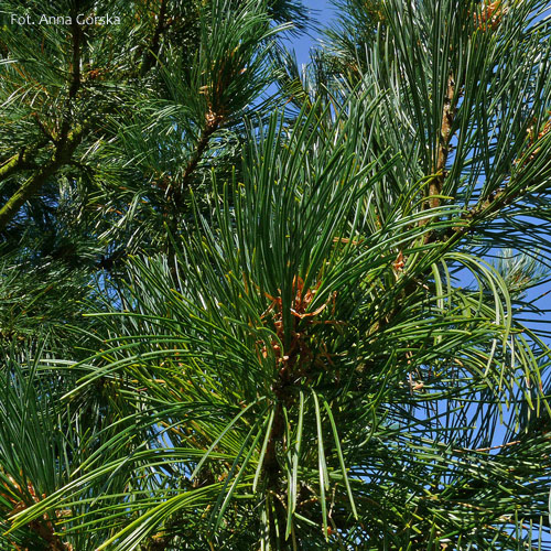 Sosna limba, Pinus cembra, młode pędy