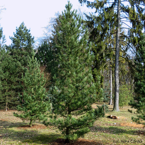 Sosna limba, Pinus cembra, pokrój