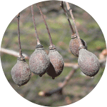 Lipa drobnolistna, Tilia cordata, owoce