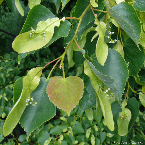 Lipa drobnolistna, Tilia cordata, liście i nierozkwitnięte kwiaty