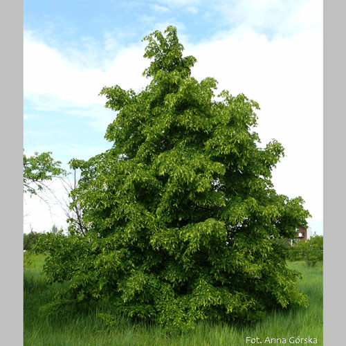 Lipa drobnolistna, Tilia cordata, pokrój młodego drzewa