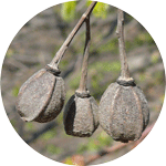 Lipa szerokolistna, Tilia platyphyllos, owoce