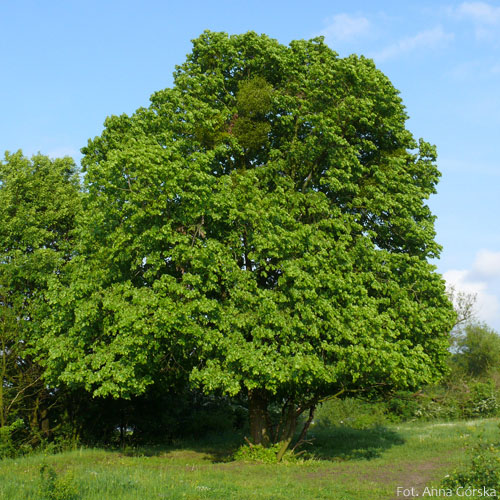 Lipa szerokolistna, Tilia platyphyllos, pokrój