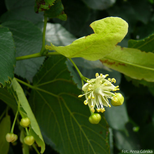 Lipa szerokolistna, Tilia platyphyllos, kwiaty