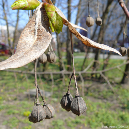 Lipa szerokolistna, Tilia platyphyllos, owoc
