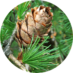 Modrzew europejski, Larix decidua, szyszka