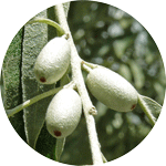 Oliwnik wąskolistny, Elaeagnus angustifolia, owoc