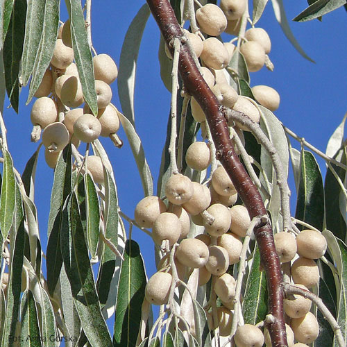 Oliwnik wąskolistny, Elaeagnus angustifolia, owoc