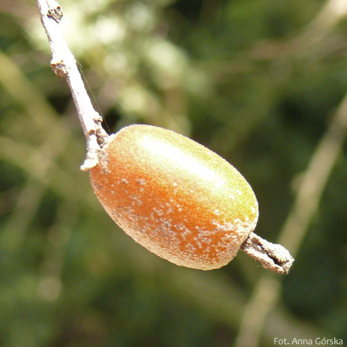 Oliwnik wąskolistny, Elaeagnus angustifolia, owoce