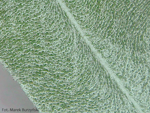 Oliwnik wąskolistny, Elaeagnus angustifolia, tarczkowate włoski