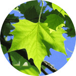 Platan klonolistny, Platanus hispanica, Platanus acerifolia, liść