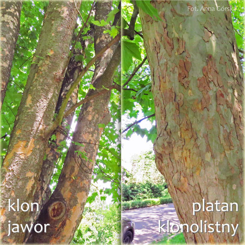 Platan klonolistny, Platanus hispanica, Platanus acerifolia, i klon jawor Acer pseudoplatanus