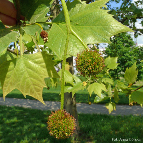 Platan klonolistny, Platanus hispanica, Platanus acerifolia, kwiat