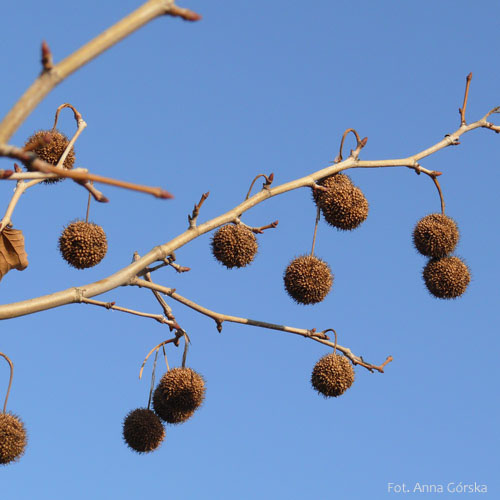 Platan klonolistny, Platanus hispanica, Platanus acerifolia, owocostan