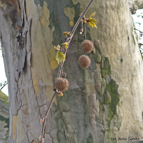 Platan klonolistny, Platanus hispanica, Platanus acerifolia, kora