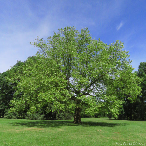 Platan klonolistny, Platanus hispanica, Platanus acerifolia, pokrój