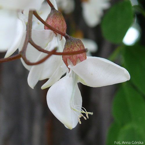 Robinia akacjowa, robinia biała, Robinia pseudoacacia, kwiaty