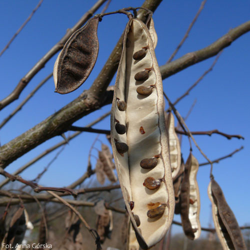 Robinia akacjowa, robinia biała, Robinia pseudoacacia, owoce