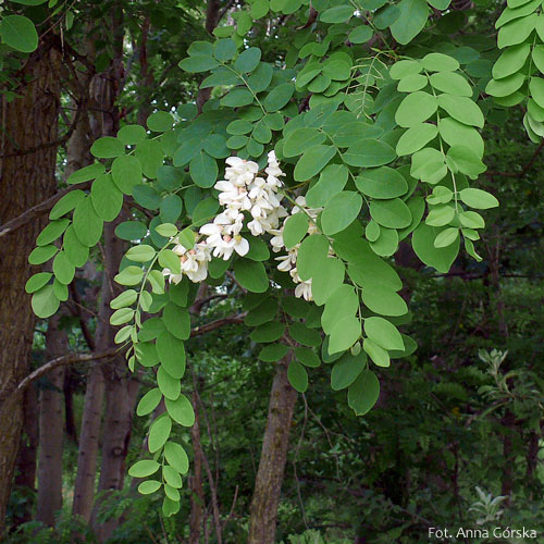 Robinia akacjowa, robinia biała, Robinia pseudoacacia, liść, kwiat